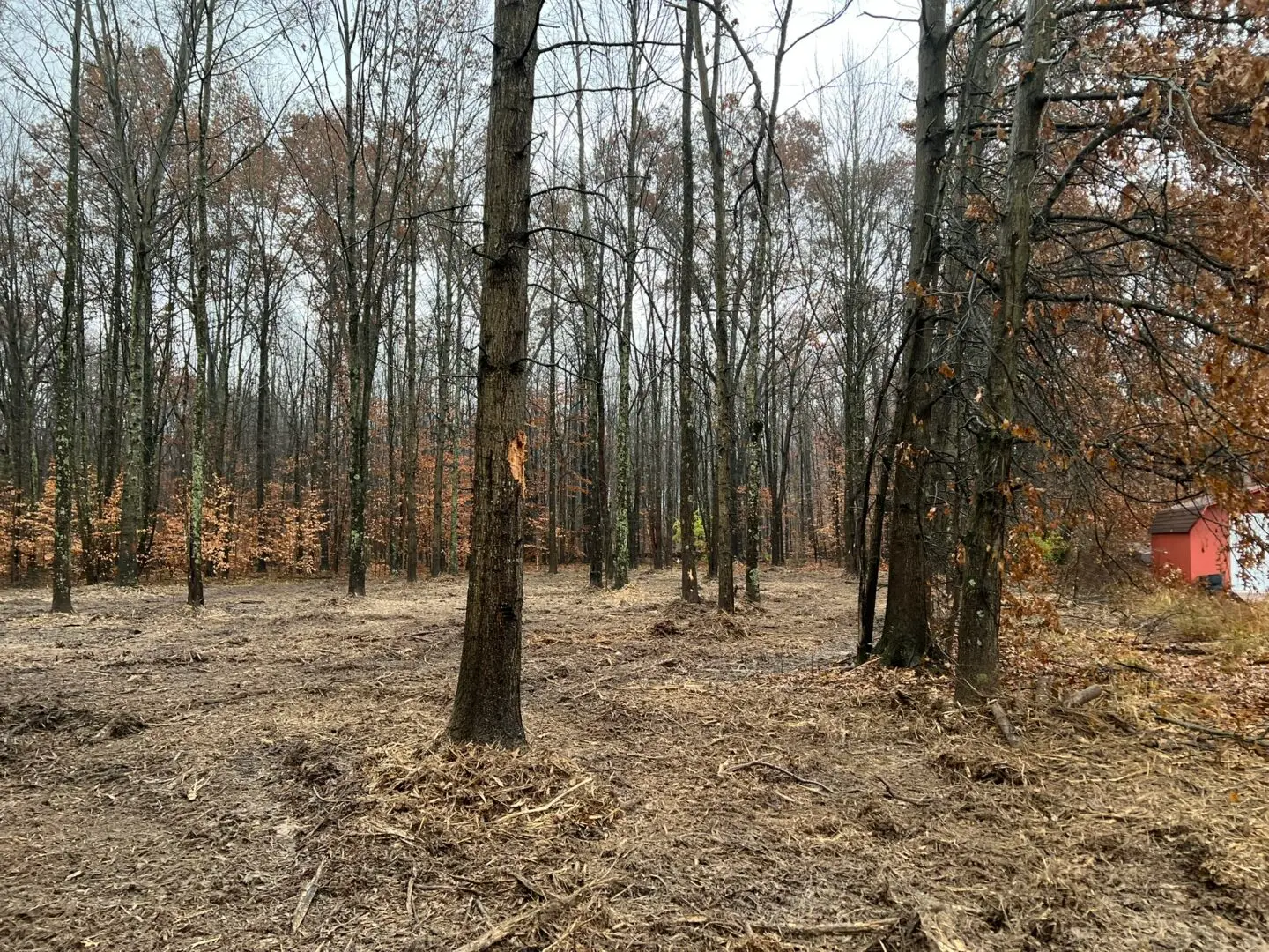 Cornelius Forestry & Land Management IMG 3191